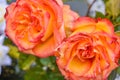 Orange flame rose flower close-up photo with shallow depth of field Royalty Free Stock Photo