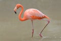 Orange Flamingo