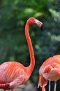 Orange flamingo closeup portrait in Florida