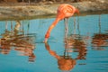 Orange flamingo in the light blue water. Wildlife of tropical exotic birds. Reflection in the water