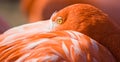 Orange flamingo resting
