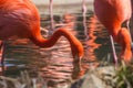 Orange flamingos reflected in a pond