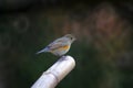 Orange-flanked Bush-Robin Royalty Free Stock Photo