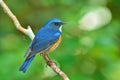 Orange-flanked Bush Robin bird Royalty Free Stock Photo