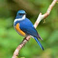 Orange-flanked Bush Robin bird