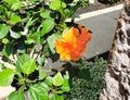 Orange flappy flower with green leafs planted in a garden