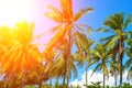 Orange flare on coco palm trees. Tropical landscape with palms. Royalty Free Stock Photo