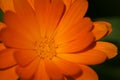 Orange flower Royalty Free Stock Photo