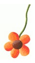 Orange flower