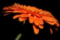 Orange Flower