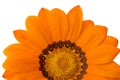 Orange flower