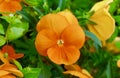 Orange flower aesthetic botanical garden