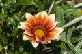 Orange flower of African daisy gazania Royalty Free Stock Photo