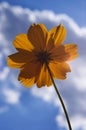 Orange flower against blue sky Royalty Free Stock Photo