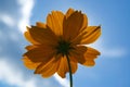 Orange flower against blue sky Royalty Free Stock Photo