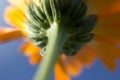 Orange flower against blue sky, Calendula flower closeup. Royalty Free Stock Photo