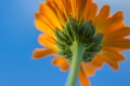 Orange flower against blue sky, Calendula flower closeup. Royalty Free Stock Photo