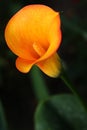 Orange flower of Arum lily, also called Calla lily against dark background