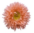 Orange flower Aster on a white isolated background with clipping path. Flower for design, texture, postcard, wrapper. Closeup.