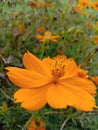 Orange flower autofocus