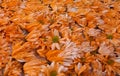 Orange flower background, detailed silleta