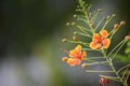 Orange flower in the beautiful garden in the nature