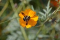 Orange flower with bee