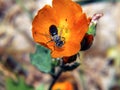 Orange Flower and Bee - Vertical Royalty Free Stock Photo