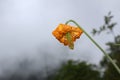 Orange Flower in Bloom