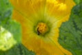 Orange flower in bloom closeup, macro. Pollination of a flower by a bee, collection of nectar by insects Royalty Free Stock Photo