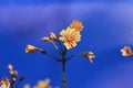 Orange flower in bloom with dark blue sky Royalty Free Stock Photo