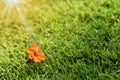 Close-up Orange flower bloom on green grass or sward, desktop background texture.