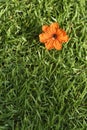 Orange flower bloom on green grass or sward.