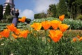 Orange flower blossom in a garden Royalty Free Stock Photo