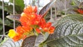 Orange flower blossom in the garden Indonesia beautiful day by day Royalty Free Stock Photo