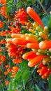 Orange flower blossom