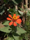 An orange flower blossoms in the garden Royalty Free Stock Photo