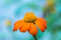 Orange flower on blue and green background Royalty Free Stock Photo