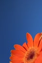 Orange flower blue sky Royalty Free Stock Photo