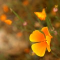 Orange flower on blur background Royalty Free Stock Photo