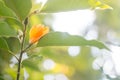 Orange flower on the branch Jum Pee or Jum Pla