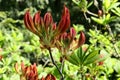 Orange flower buds and evolving leaves of decorative Rhododendron shrub