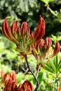 Orange flower buds and evolving leaves of decorative Rhododendron shrub possibly Rhododendron Molle