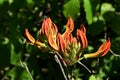 Orange flower buds and evolving leaves of decorative Rhododendron shrub possibly Rhododendron Molle