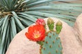 Orange Flower and Buds on a Prickly Pear Cactus Royalty Free Stock Photo