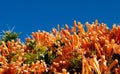 Orange flower bush against bright blue sky Royalty Free Stock Photo