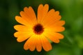 Orange flower - Calendula Royalty Free Stock Photo