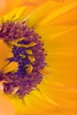 Orange flower(Calendula) Royalty Free Stock Photo