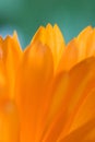 Orange flower(Calendula) Royalty Free Stock Photo