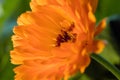 Orange flower(Calendula) Royalty Free Stock Photo